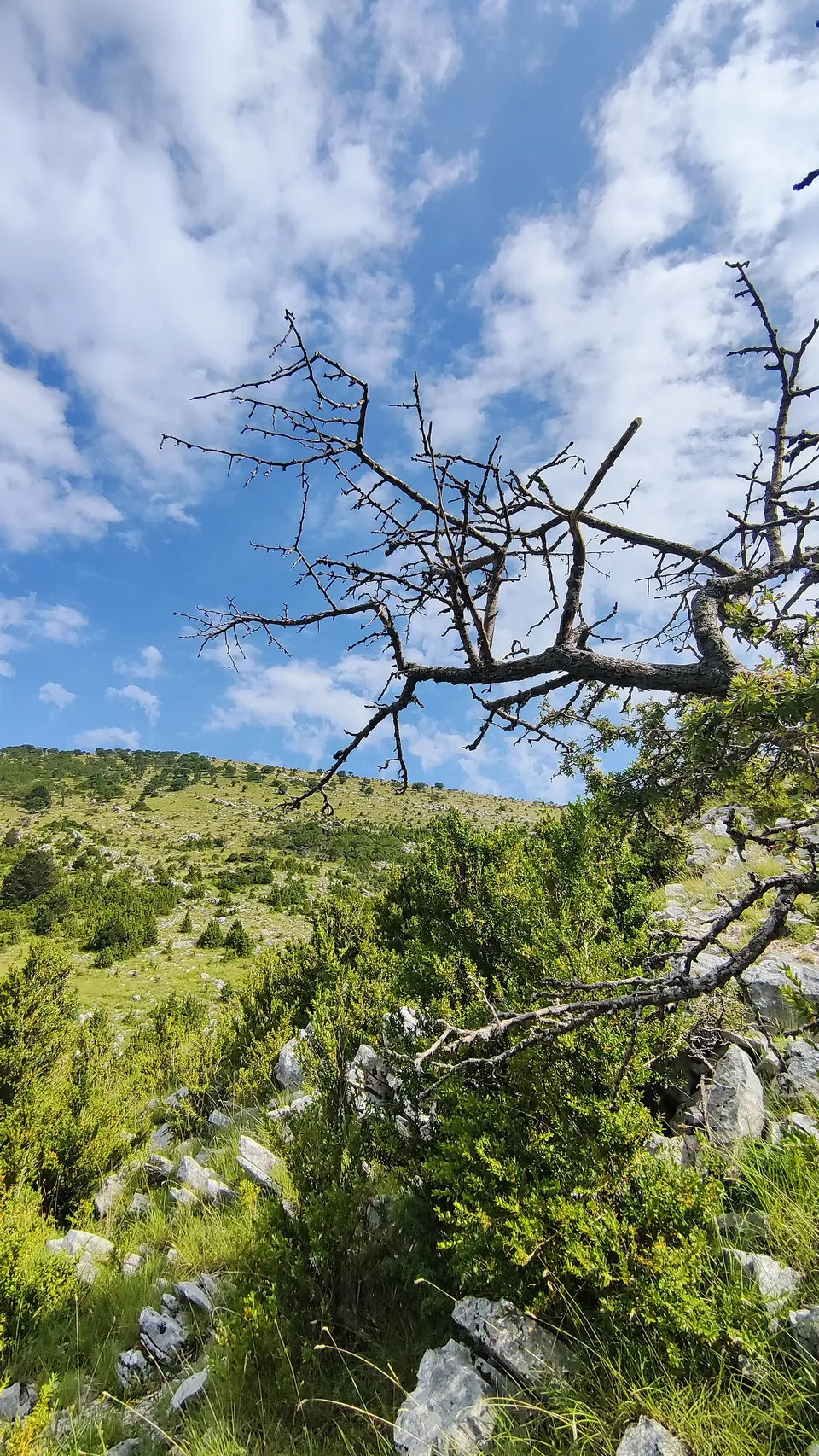 Křovinatý horský svah a osamělý strom v Llogaře.
