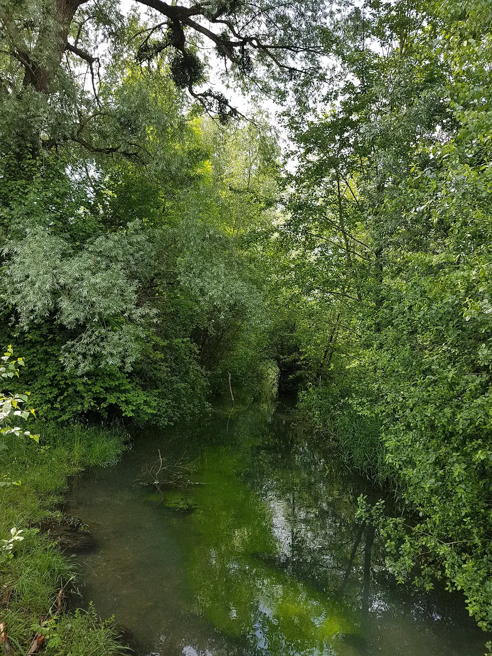 Potok obklopený hustou zelení a stromy v Ruggeller Riet.