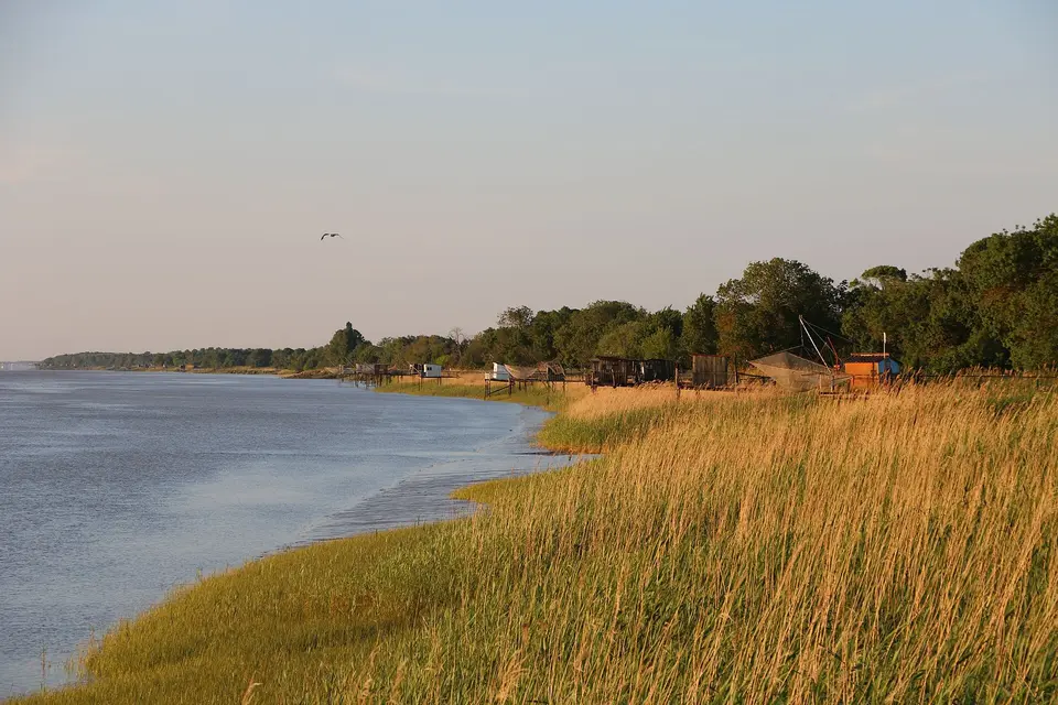 Rákosiny podél širokého estuáru a drobné rybářské stavby na břehu.