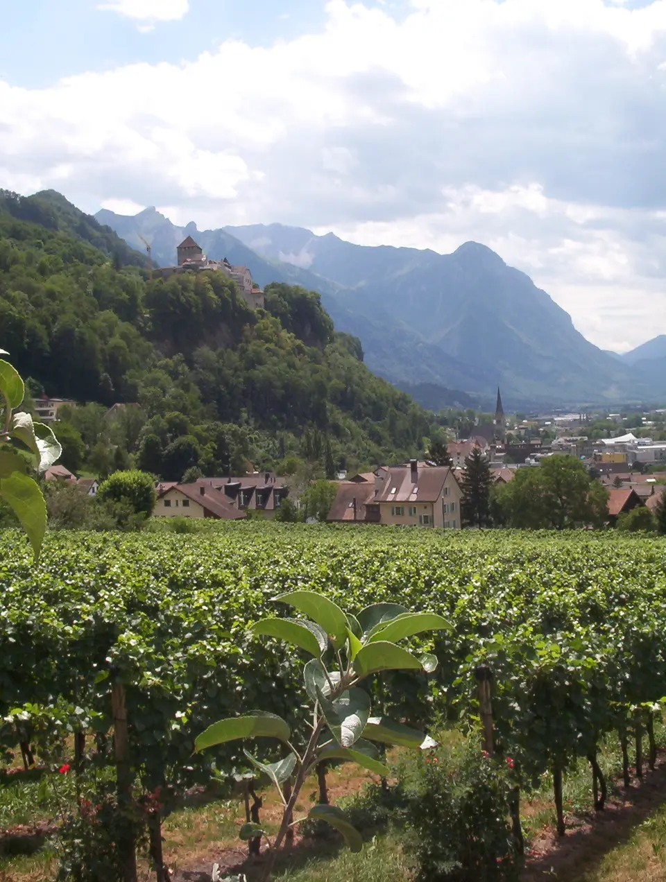 Řádky vinice na svahu pod hradem Vaduz.